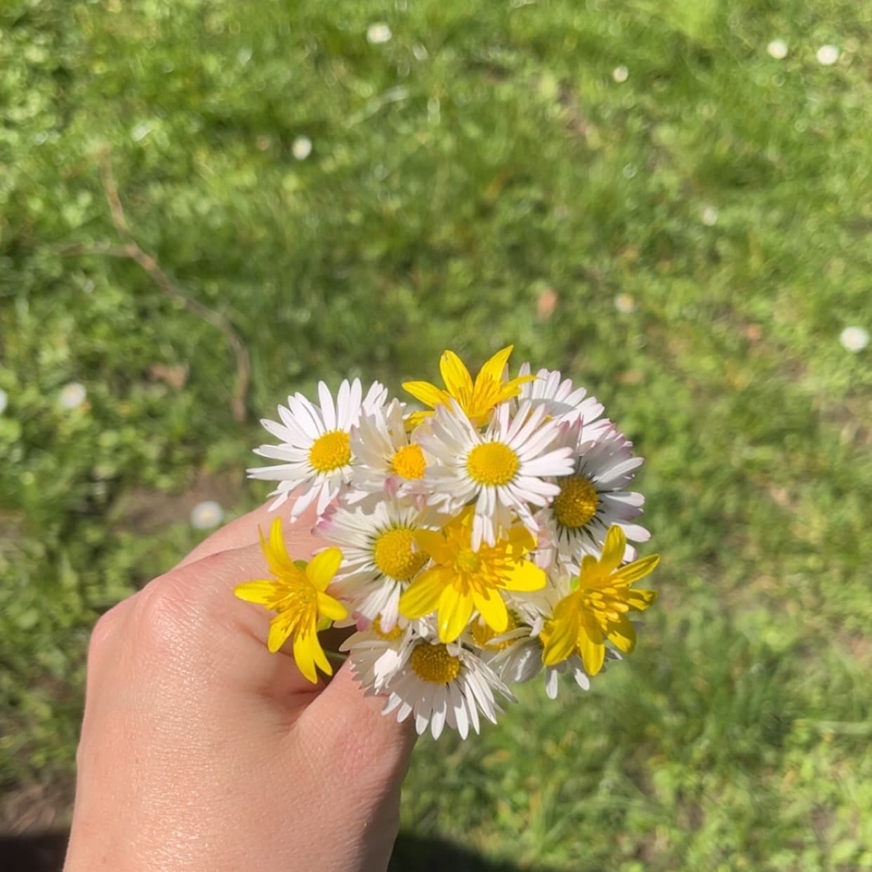 Anais B.