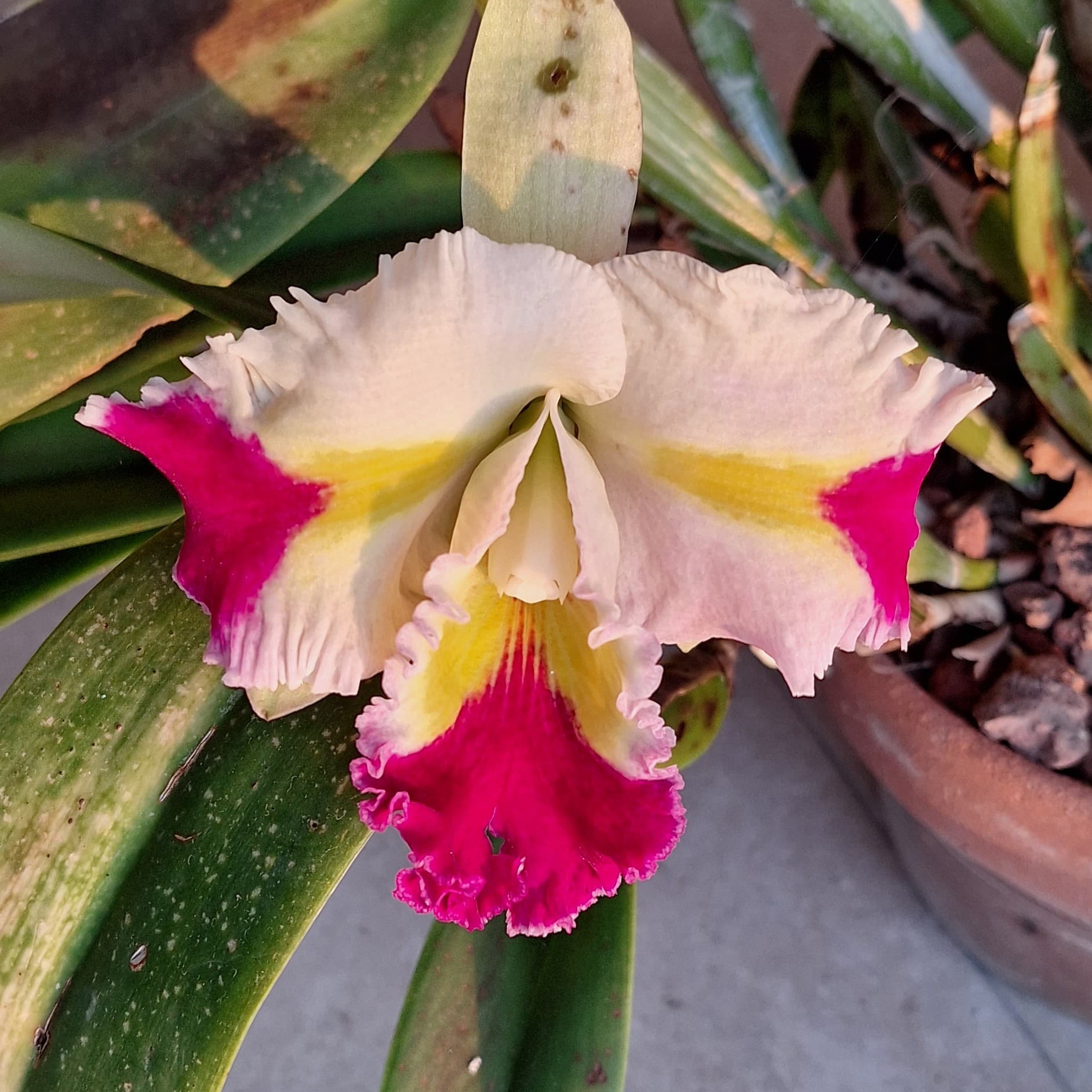 Virginia G.